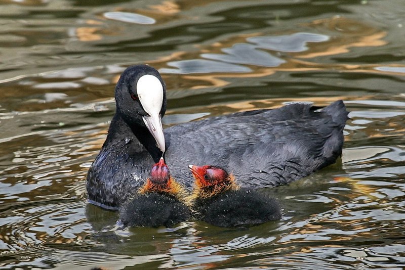 Гагара лысуха