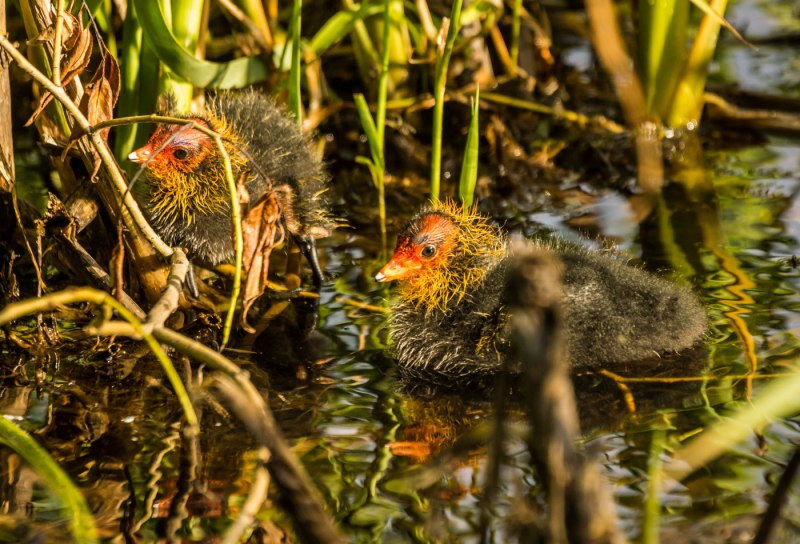 Лысушонок описание