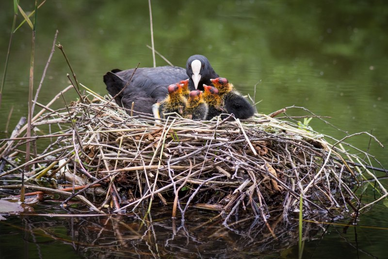 Водяная Курочка с утятами