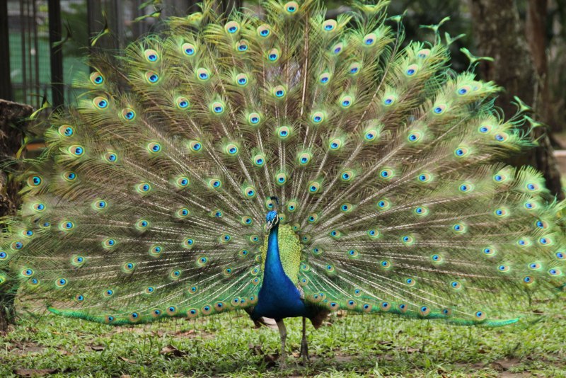 Зелёный Павлин / Pavo muticus