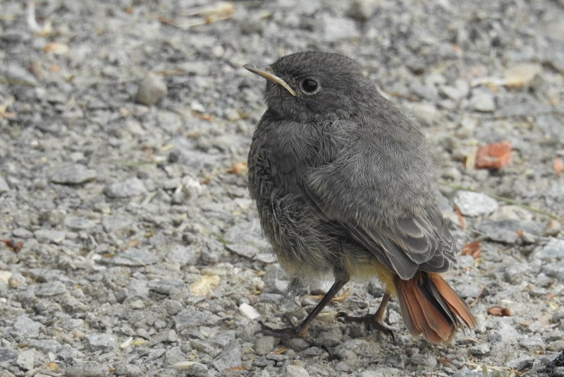 Gray Catbird