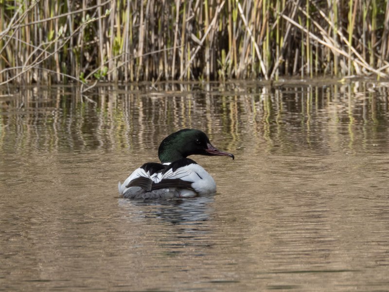 Common Merganser