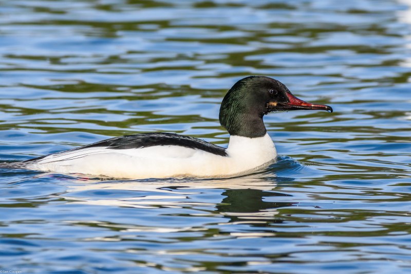 Red-breasted Merganser птица