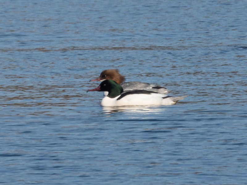 Большой крохаль Mergus Merganser