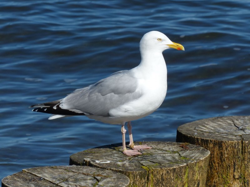Серебристая Чайка Larus argentatus