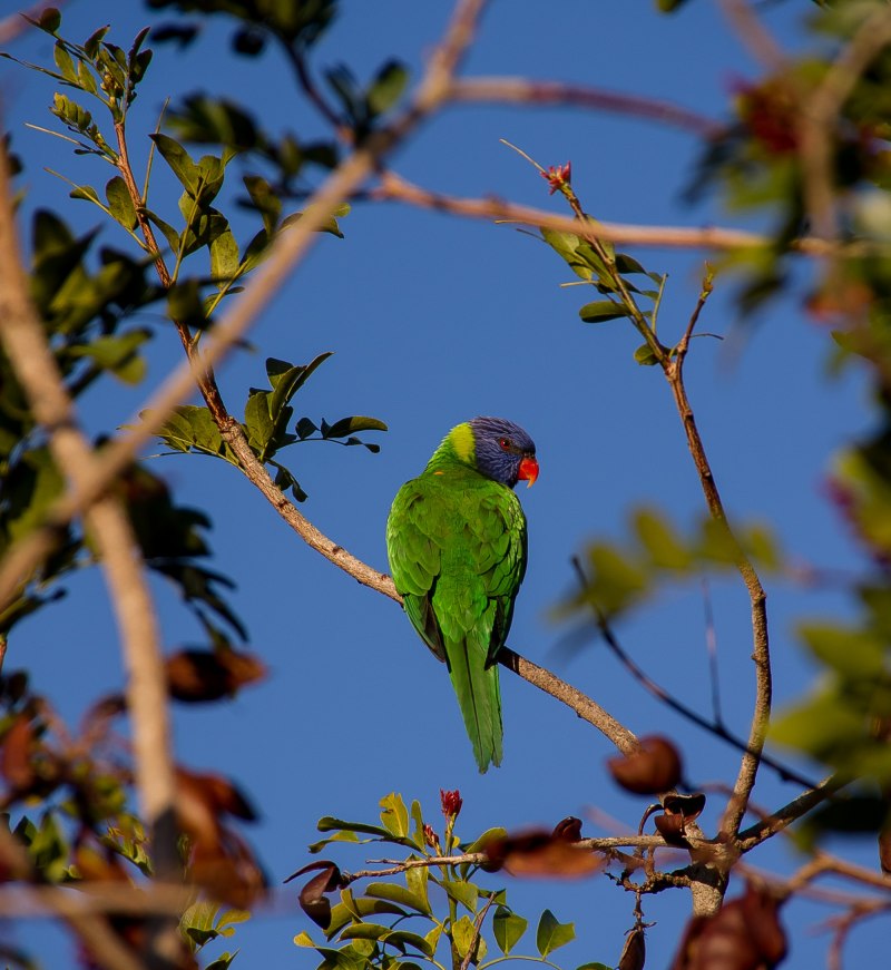 Rainbow Lorikeet попугай