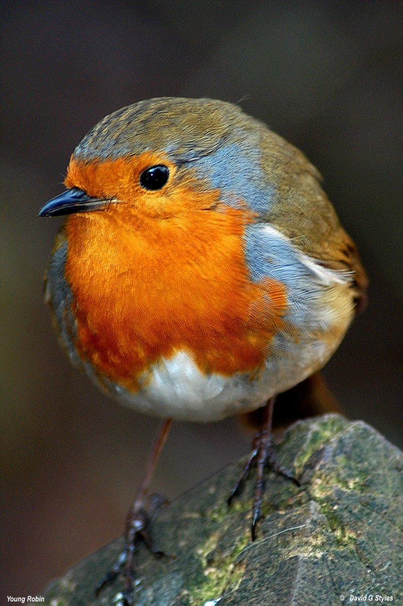 Robin Bird
