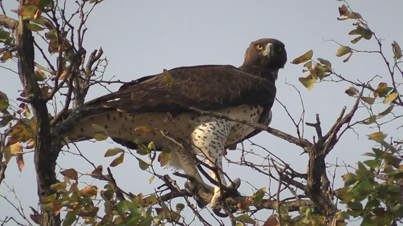 Martial Eagle