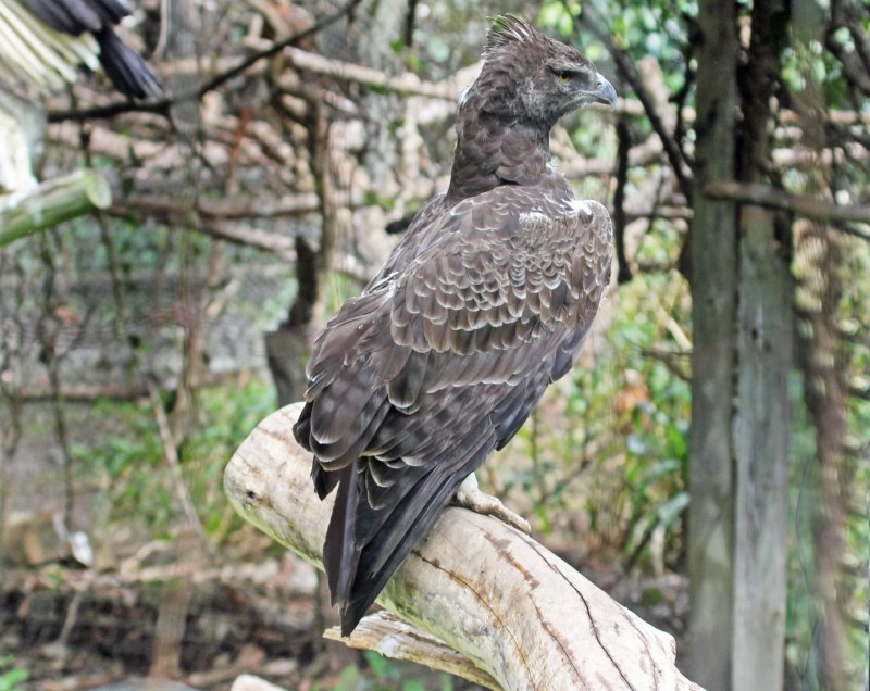 Polemaetus bellicosus Eagle