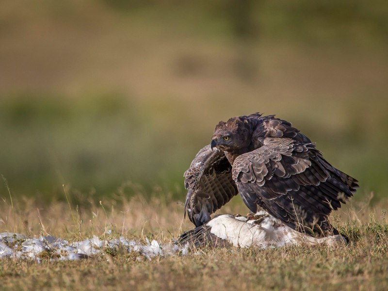 Martial Eagle
