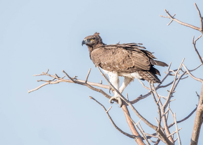 Polemaetus bellicosus
