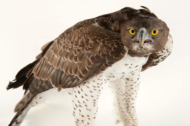 Martial Eagle (Polemaetus bellicosus)