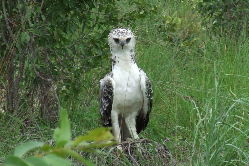 Martial Eagle