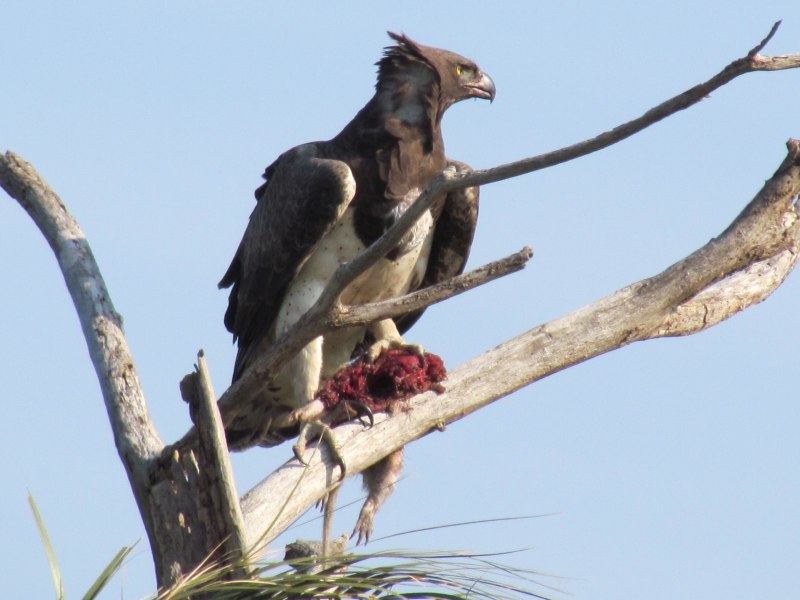 Polemaetus bellicosus
