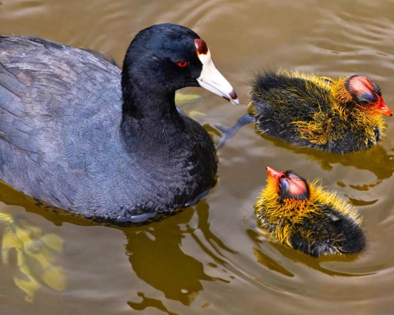Американская лысуха (Fulica Americana)