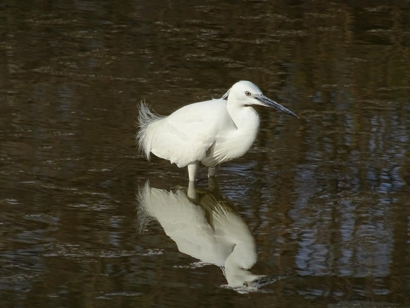 Малая белая цапля Egretta garzetta