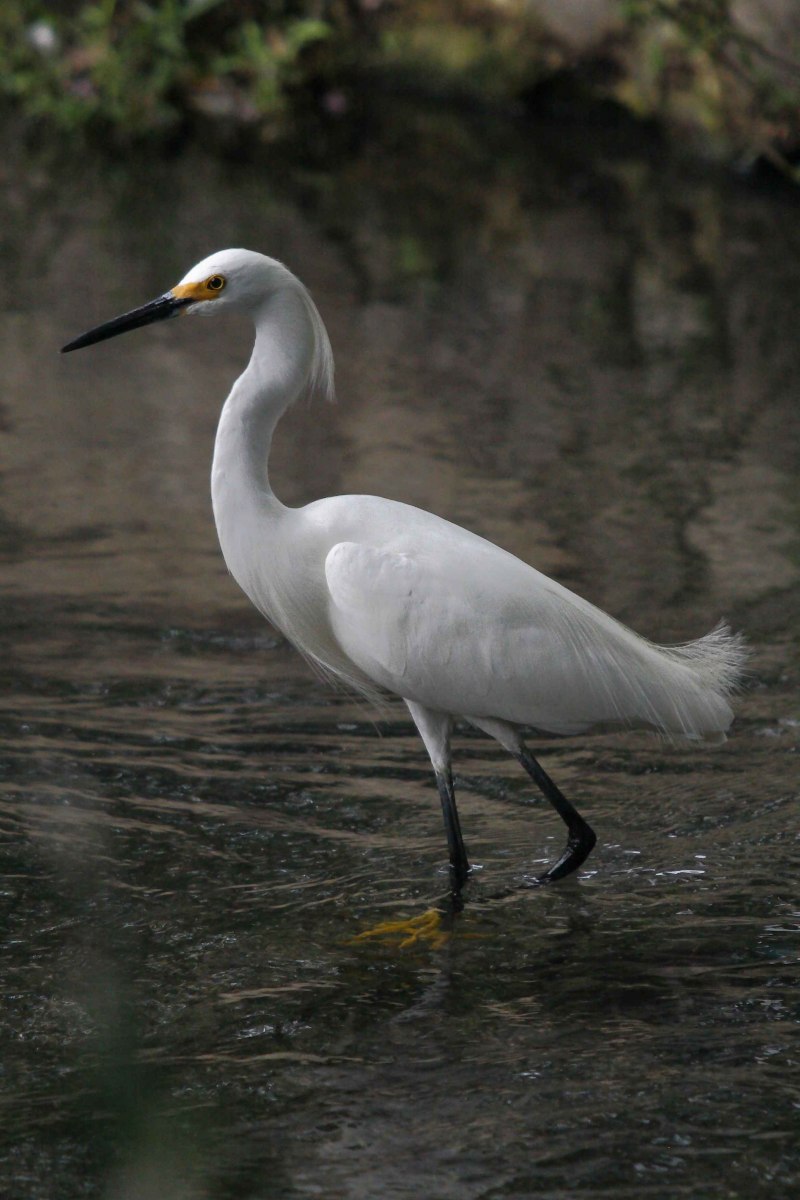 Малая белая цапля Egretta garzetta