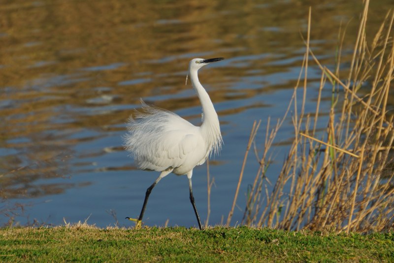 Egretta Alba птица