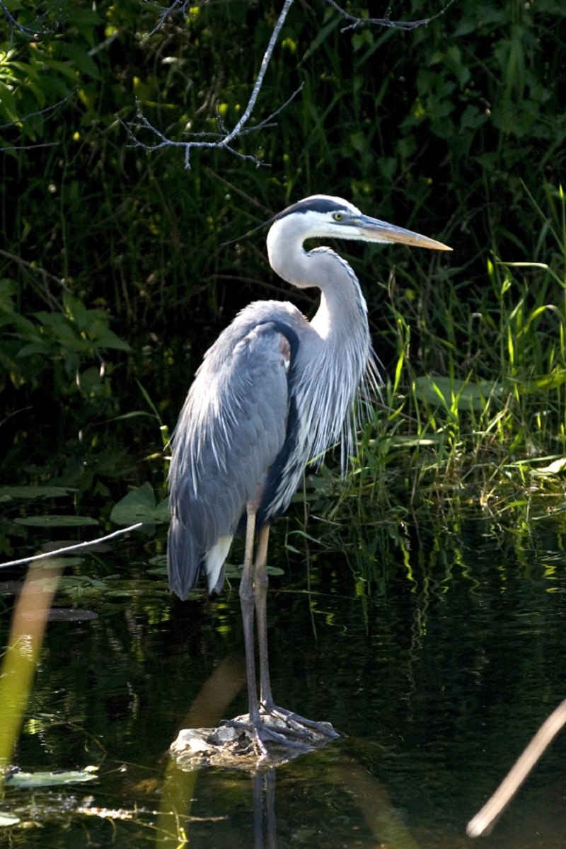 Great Blue Heron птица