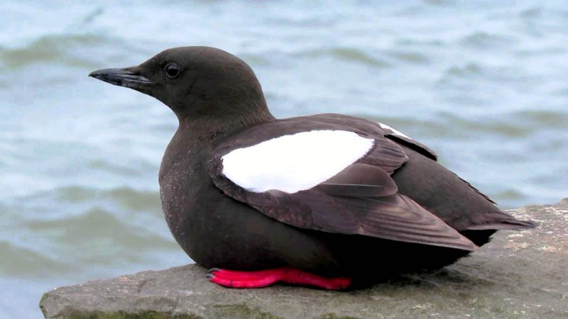 Cepphus Columba