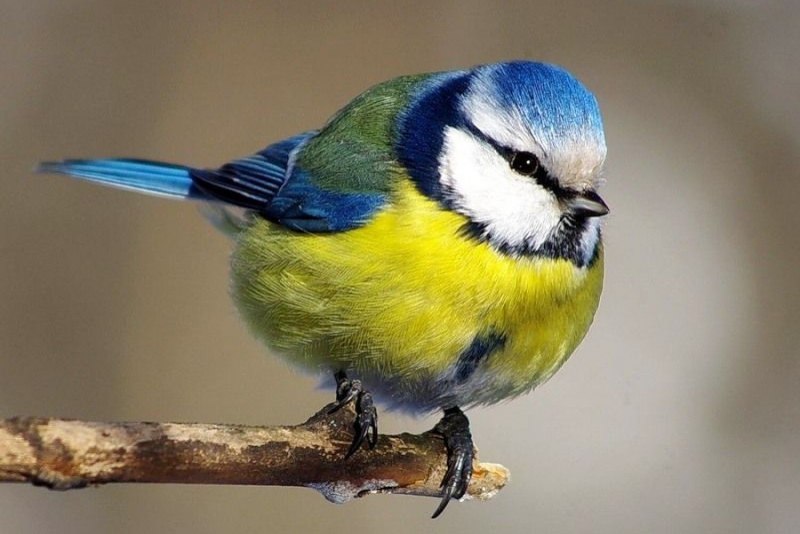 Лазоревка (cyanistes caeruleus)
