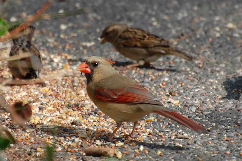 Большая чечевица (Carpodacus rubicilla)