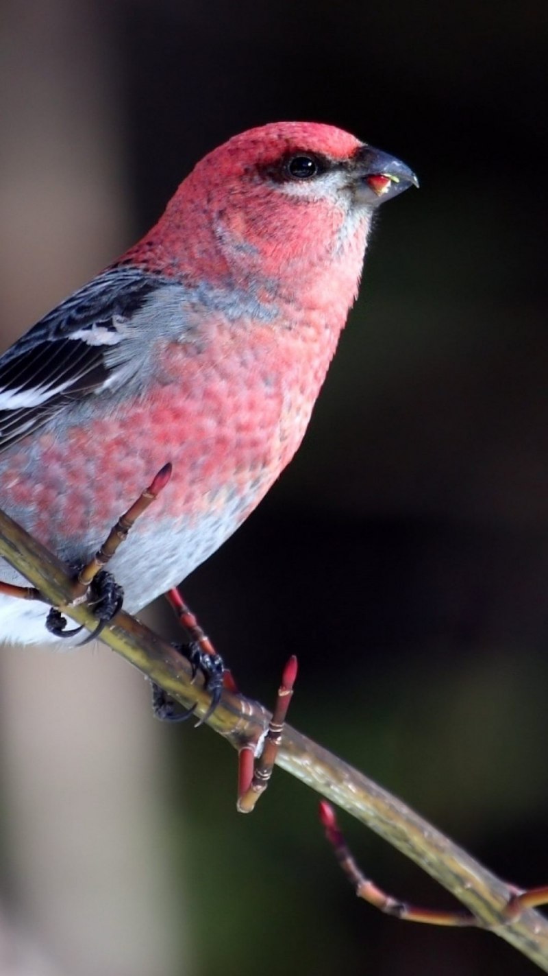 Сибирская чечевица (Carpodacus roseus (Pall.)