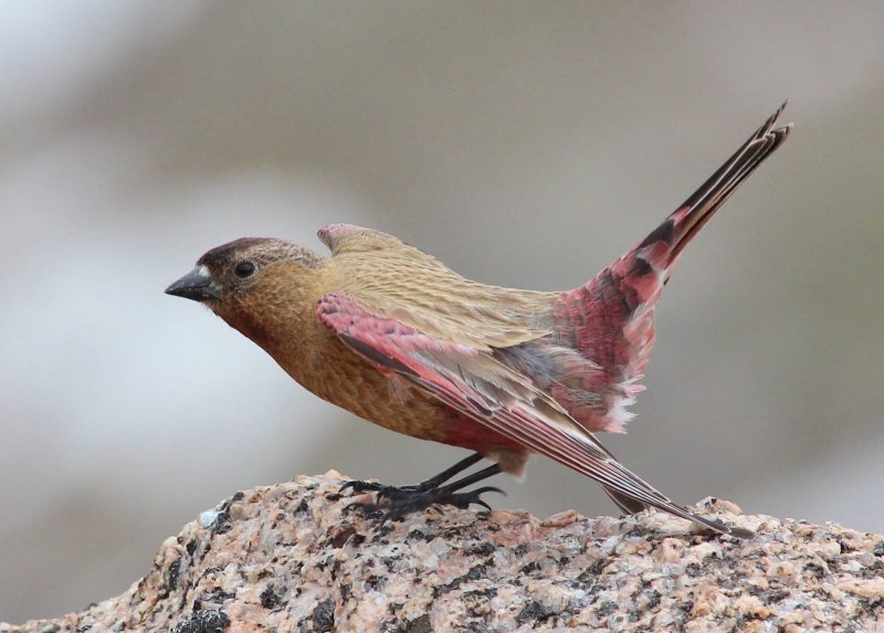 Большая чечевица (Carpodacus rubicilla)