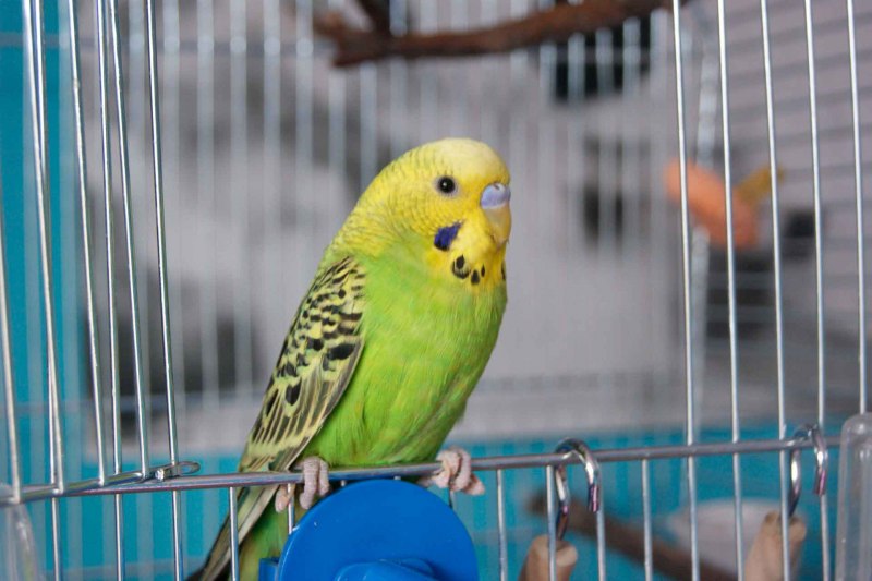 Волнистый попугайчик в клетке (47 фото)