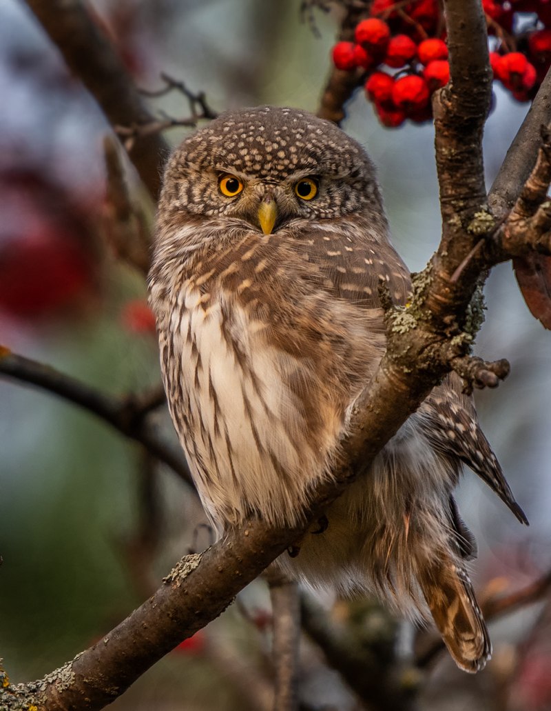 Воробьиный Сыч (Glaucidium passerinum l.),