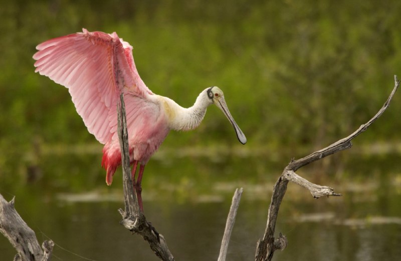 Розовая колпица Roseate Spoonbill