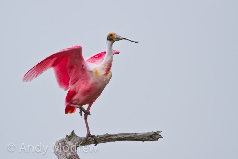 Roseate Spoonbill