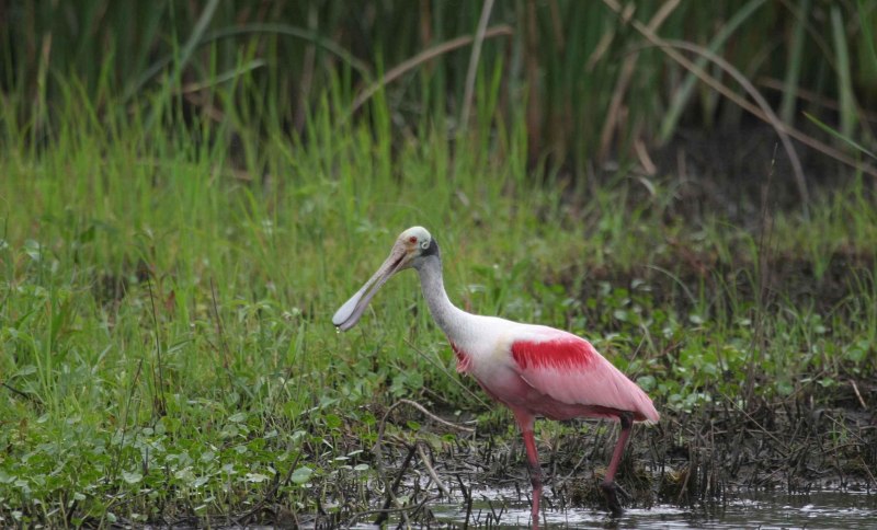 Roseate Spoonbill Diet