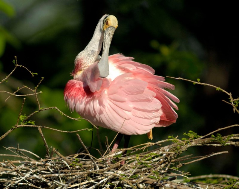 Roseate Spoonbill