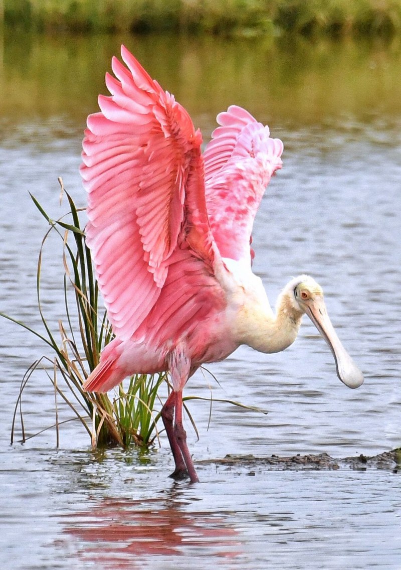 Roseate Spoonbill птица