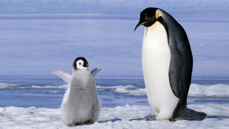 Rockhopper Penguin
