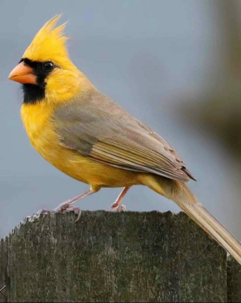 Птица Yellow Rumped Warbler