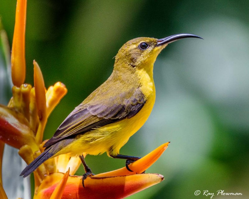 Овсянка желтогорлая (Cristemberiza elegans)