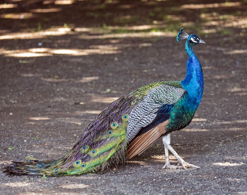 Индийский Павлин / Pavo cristatus