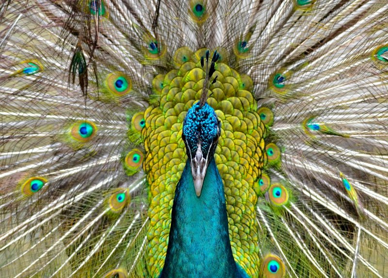 Павлин (Pavo cristatus)
