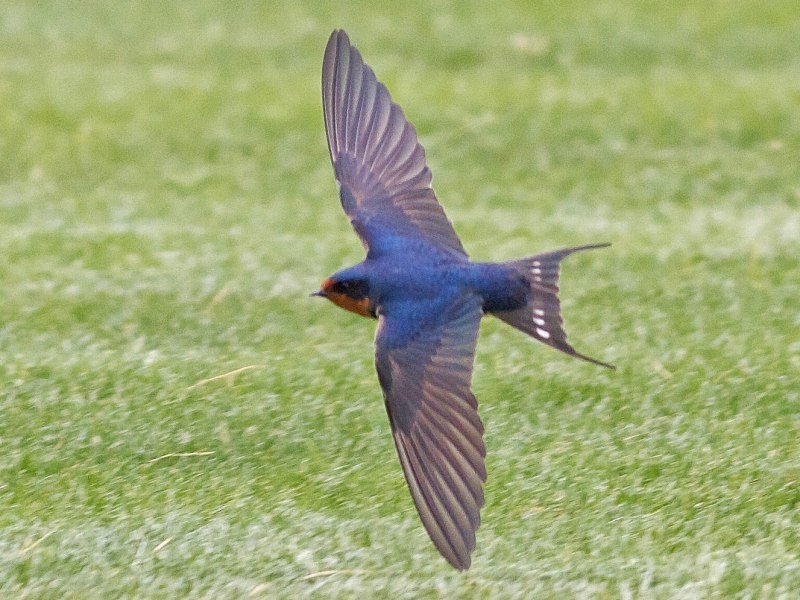 Swallow Fly