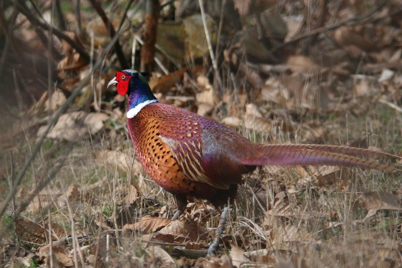 Фазановые (Phasianidae)