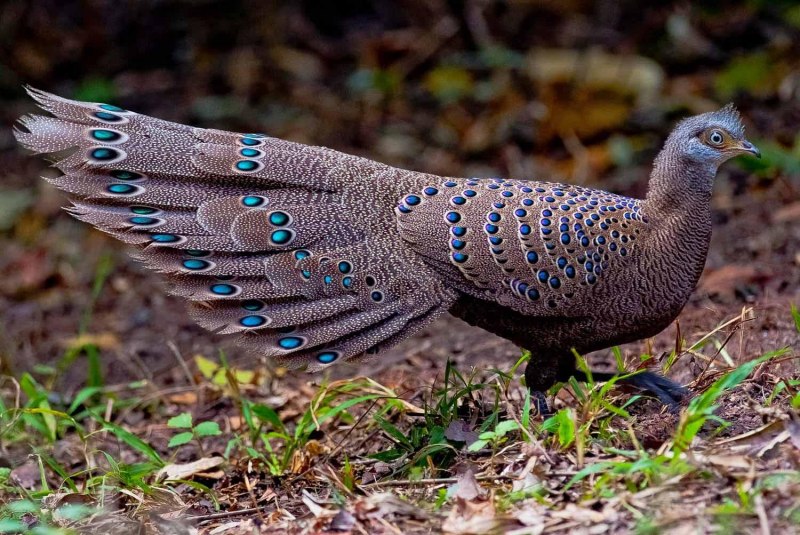 Фазановые (Phasianidae)