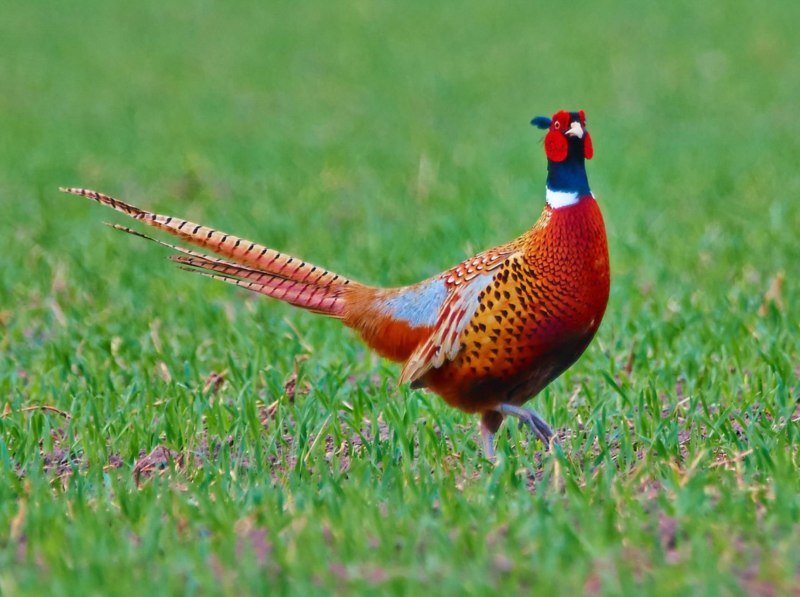 Фазаны (Pheasants)