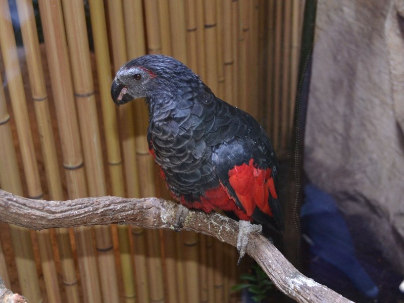 Psittrichas fulgidus (попугай щетиноголовый)