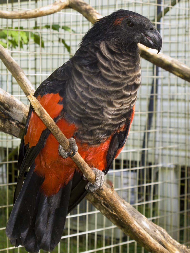 Psittrichas fulgidus