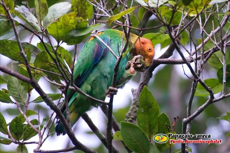 Vulturine Parrots