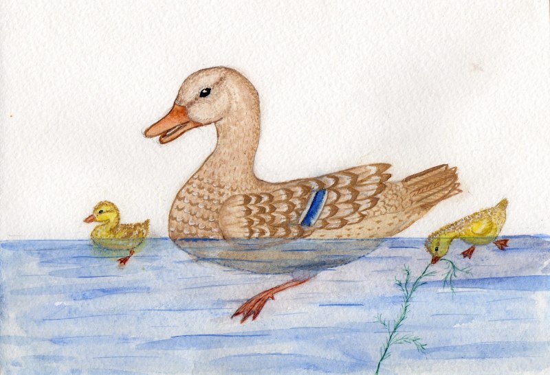 Рисунки уток