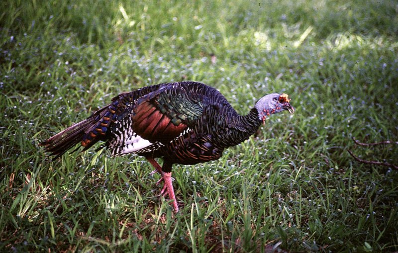 Meleagris gallopavo Linnaeus