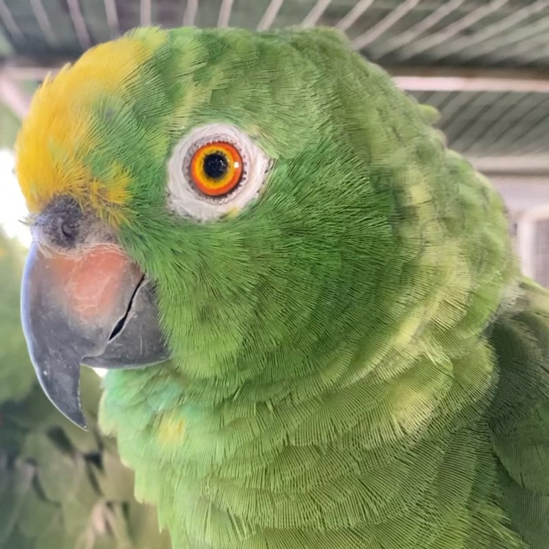 Синелобый красноплечий Амазон